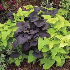 Sweet Potato Vine