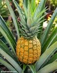 Pineapple Florida Special