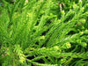 Japanese Cedar