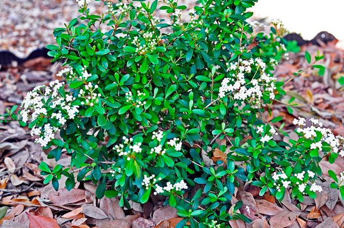 Viburnum - Dwarf Walter's