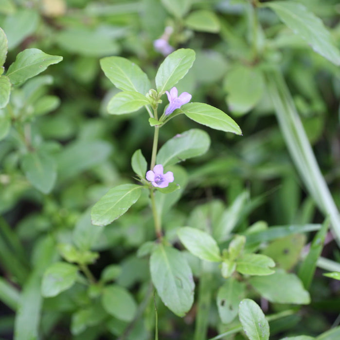 Swamp Twinflower - Native