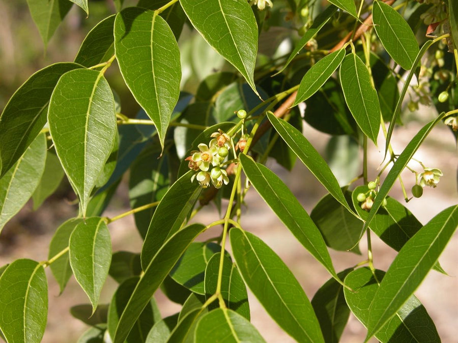 Mahogany Tree