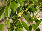 Mahogany Tree