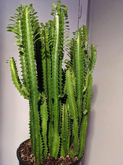 African Milk Tree/Cathedral Cactus