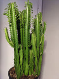 African Milk Tree/Cathedral Cactus
