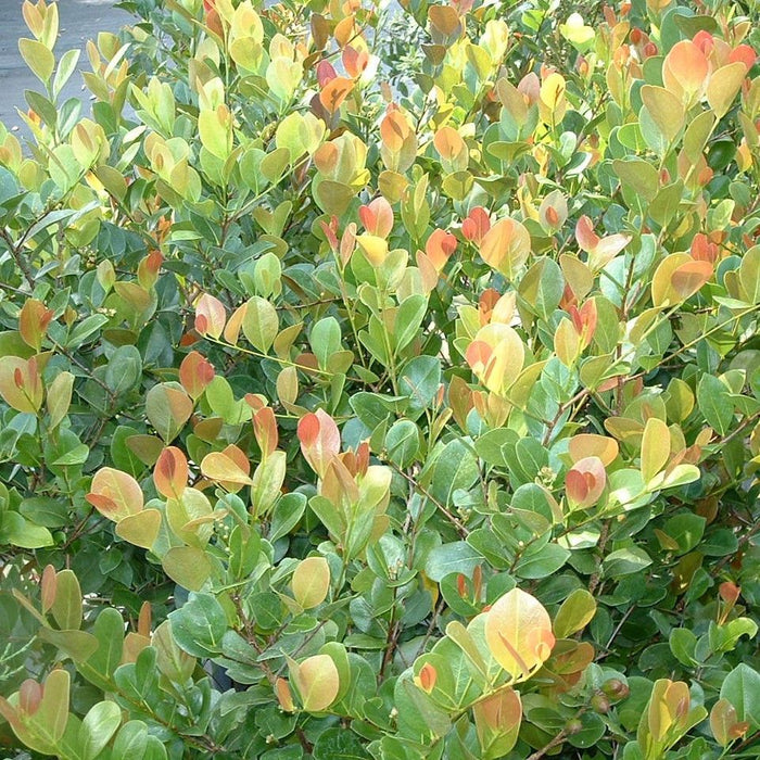 Cocoplum