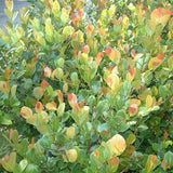 Cocoplum