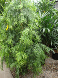 Podocarpus - Weeping