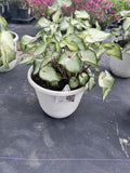 Caladium