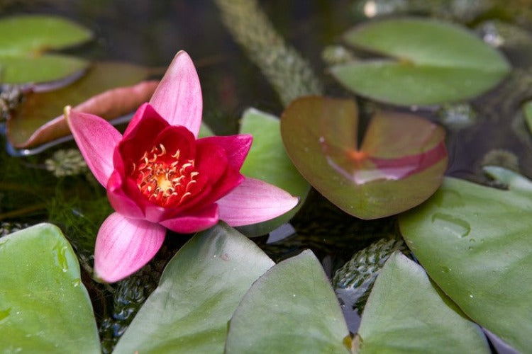 Aquatic Plants