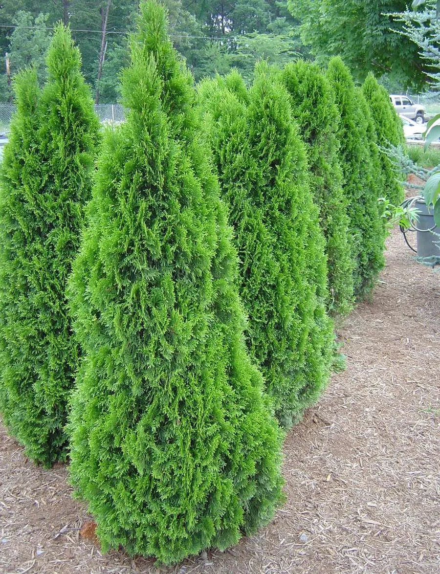 Arborvitae - Thuja