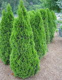 Arborvitae - Thuja