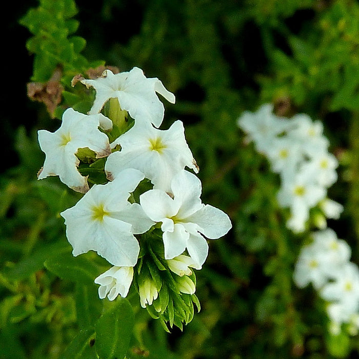 White Pineland Heliotrope - Native