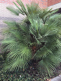 European Fan Palm