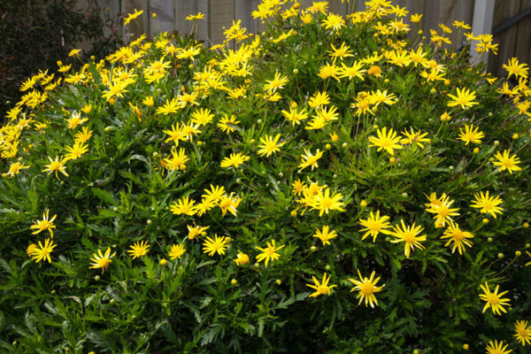 Bush Daisy