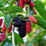 Fruit Mulberry Tree