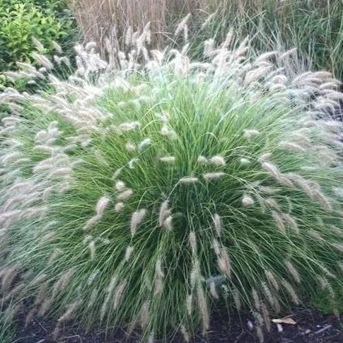 White Fountain Grass