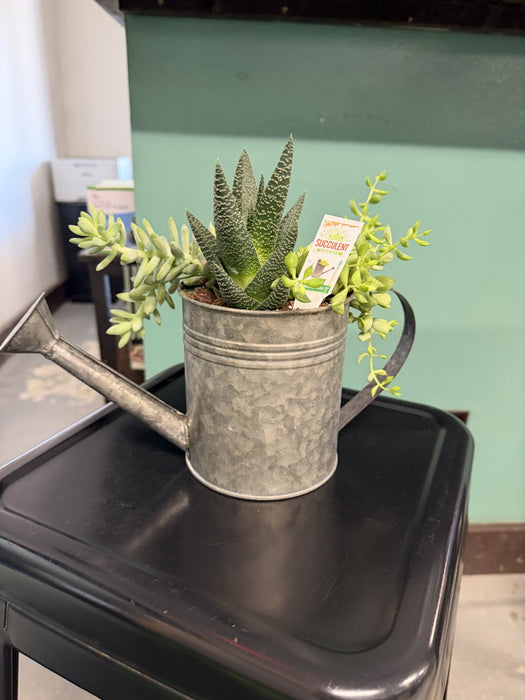 Watering Can with Succulets