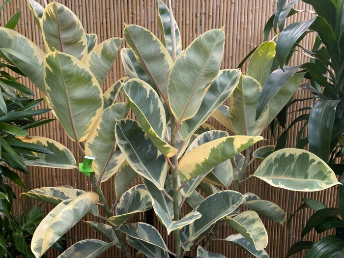 Tineke Rubber Tree - Ficus