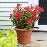 Mandevilla