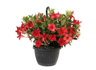 Mandevilla