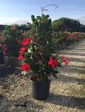 Mandevilla
