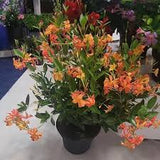 Mandevilla