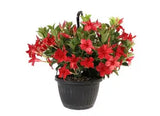 Mandevilla