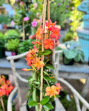 Mandevilla