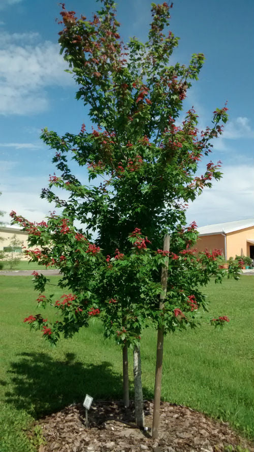 Florida Flame Red Maple