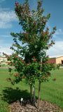 Florida Flame Red Maple