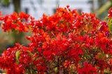Bougainvillea