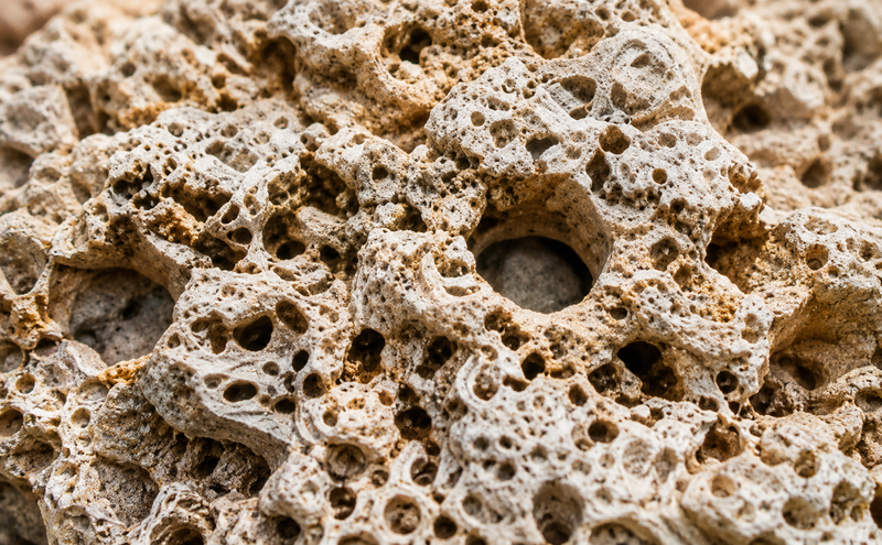 Florida Fossil Rock