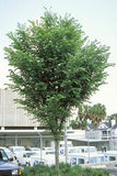 American Elm