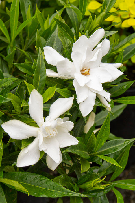 Gardenia - Frostproof