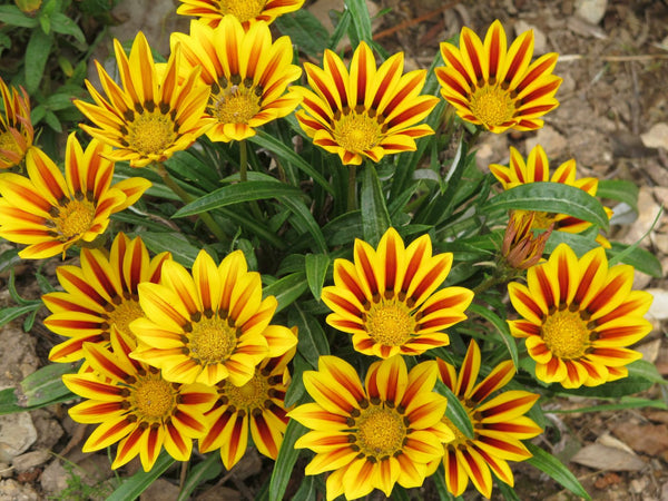 Gazania