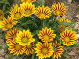 Gazania