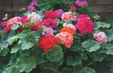 Geranium