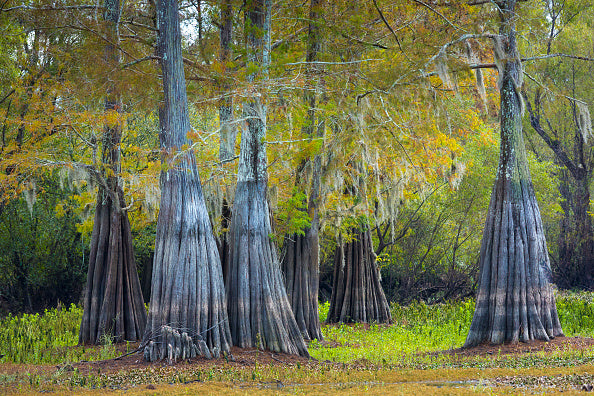 Bald Cypress