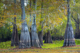 Bald Cypress
