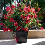 Mandevilla
