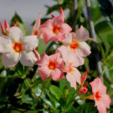 Mandevilla