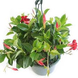 Mandevilla