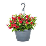 Mandevilla