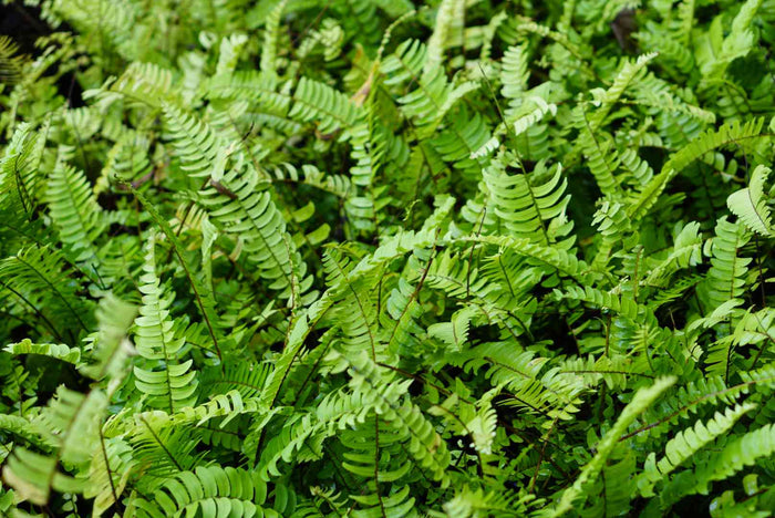 Kimberly Queen Fern