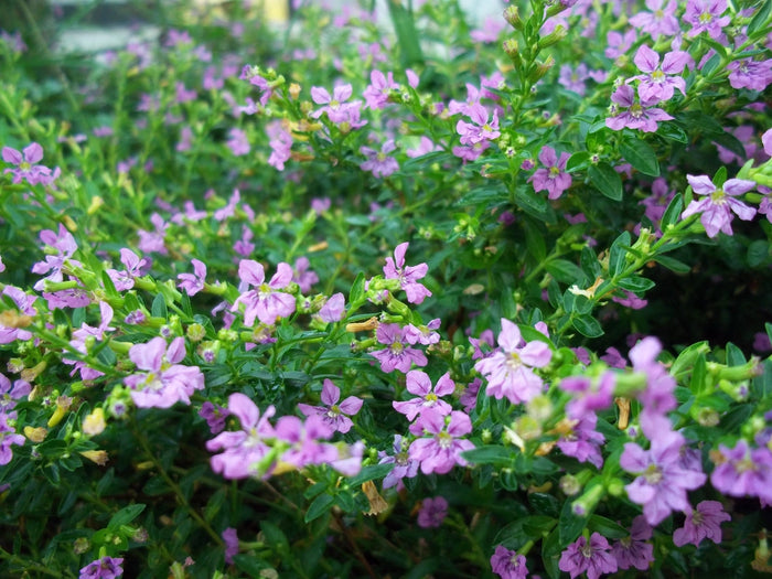 Purple False Heather