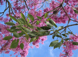 Pink Tabebuia - Pink Trumpet Tree
