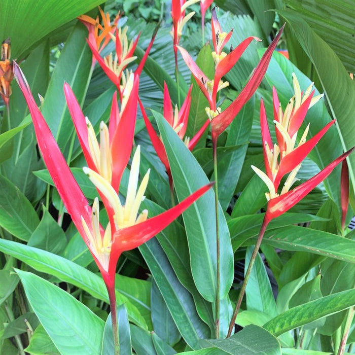 Heliconia