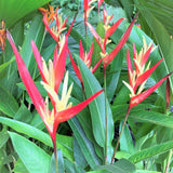 Heliconia