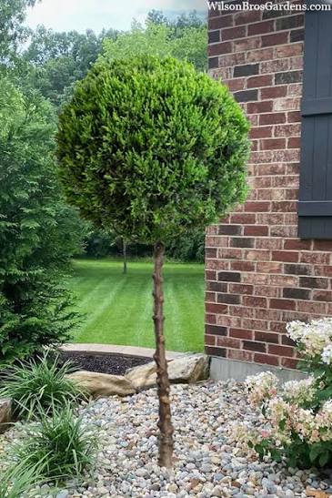Hetz Juniper - Topiary